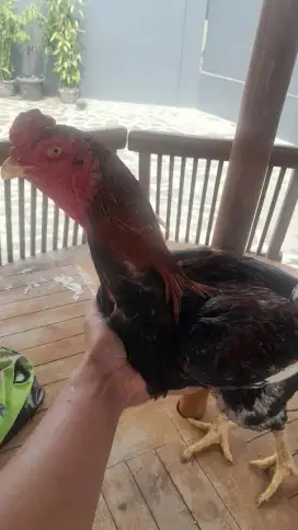 Ayam shamo jepang cross
