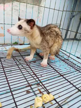 Di jual cepat musang