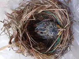 Burung Kutilang lolohan