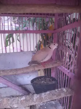 Burung Puter Ternakan