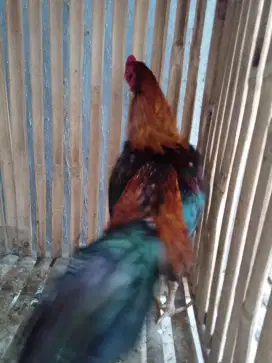Ayam Bangkok siap tarung