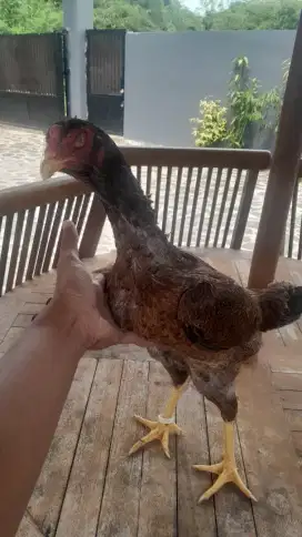 Ayam shamo betina trah ssc usia mapan