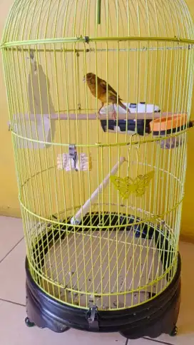 Burung Kenari Betina seri AF dan anaknya