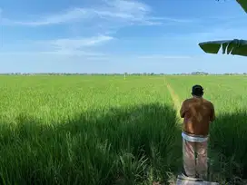 Sawah 1,1 hektar