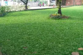 Jual rumput-rumput gajah mini-rumput jepang-rumput golp-swis-rumput