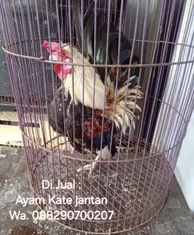 Ayam Kate Baret