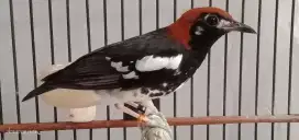 BURUNG ANIS KEMBANG