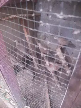 Burung Puter remaja