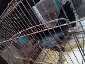 Indukan ayam Bangkok Clasix