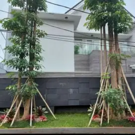 Pohon pule-pohon Kamboja posil-pembuat taman pik-tukang kolam pik