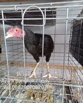 Ayam. Bangkok  betina Hitam Putih