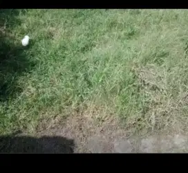 Potong rumput taman dan kebun