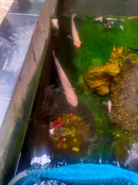 Ikan hias , gurame padang