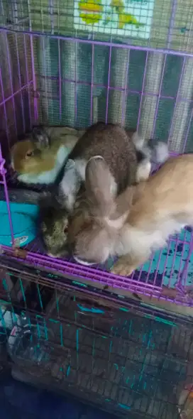 Dijual kelinci usia 4,5 bulan