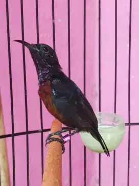 Burung kolibri ninja gacor