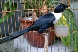 Burung bilbong pendeta gacor ekor mulus pur total rawatan lama