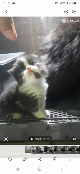 Kitten persian fold longhair