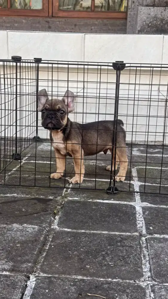 French Bulldog Jantan Exotic Red Sable