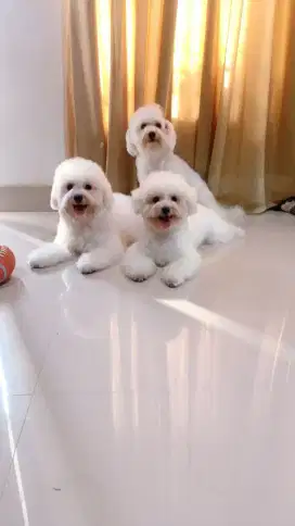 Mini bichon frise