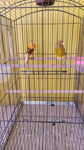Sepasang Burung Kenari Seri AF sudah pernah produksi, dijamin bagus