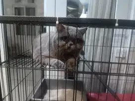 INSYAA ALLAH sehat semua,kucing 5 ekor nego ditempat