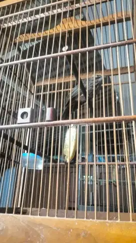 Cucak Rowo betina mapan