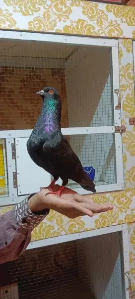 Burung dara merpati kolong player