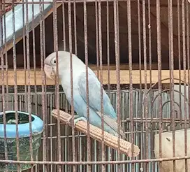 Di jual burung lovebird paud siapan plus k ya