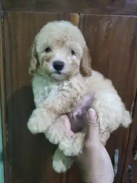 Ready anakan toy poodle