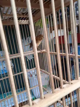 Burung kenari jantan