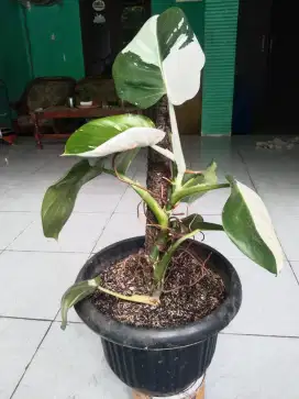 Tanaman Hias WK white knight