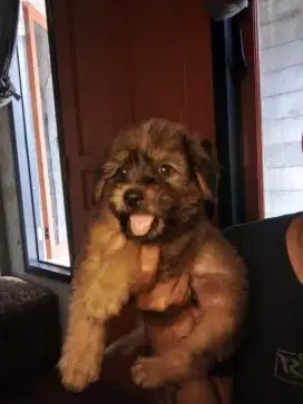 Anak Anjing Puppy Minipom Mix Shitzu