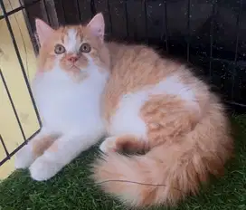 Kucing kitten ras persia jantan 3 bln
