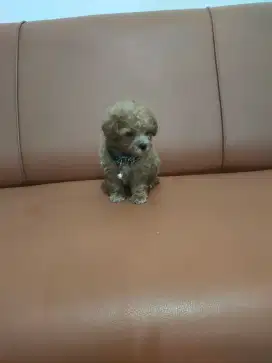 Sale anakan toy poodle murmer