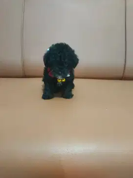 Sale anakan toy poodle murmer