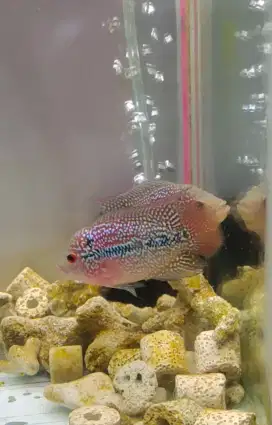 ikan louhan cencu cilnong 5cm full red merah merona full marking