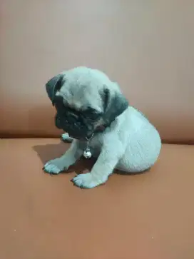 Sale anakan anjing pug murmer bisa nego