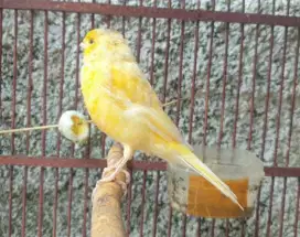 Kenari af udah ngeroll murah bagus