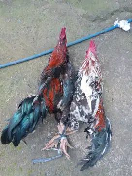 Jual ayam kampung hidup