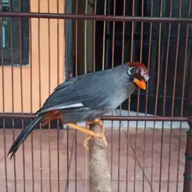 Burung Poksay Mandarin jantan gacor