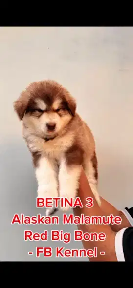 For Sale anak anjing alaskan malamute big bone