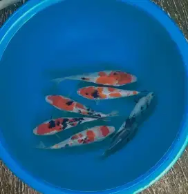 Ikan koi size 15cm sampai 20cm