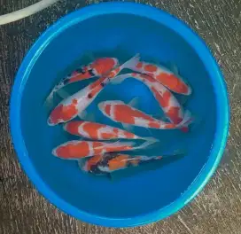 Ikan koi size 25cm sampai 28cm
