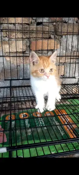 Kitten NS jantan