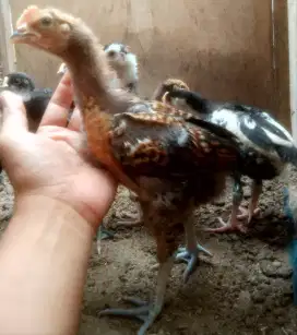AYAM PELUNG SEPASANG
