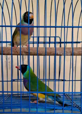 Gould Amadine Hijau