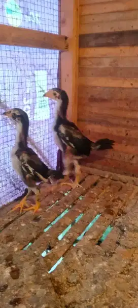JUAL ANAKAN AYAM SHAMO X PHAKOY