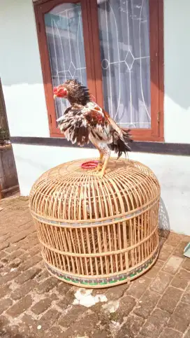 Ayam Shamo Eropa
