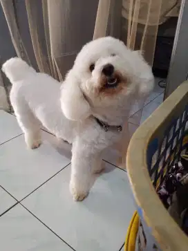 Toy poodle apricot white party silver