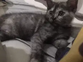 Kucing ras bsh x Munchkin